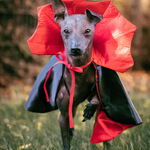 Začínal to být tradice :-)