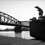 Pražské vycházky II aneb venčení psů