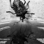 Zloděj čajový.... :o)