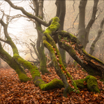 Ještě jedna z lesa