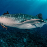 Nečekané setkání