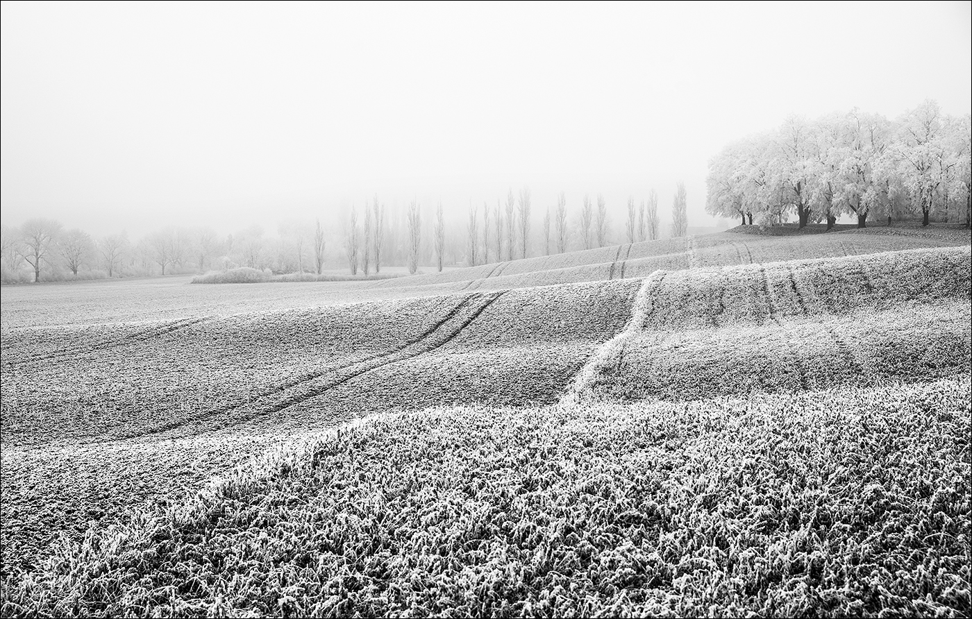 V prosincových loukách