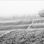 V prosincových loukách