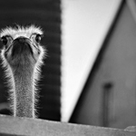 Tady hlídám já...