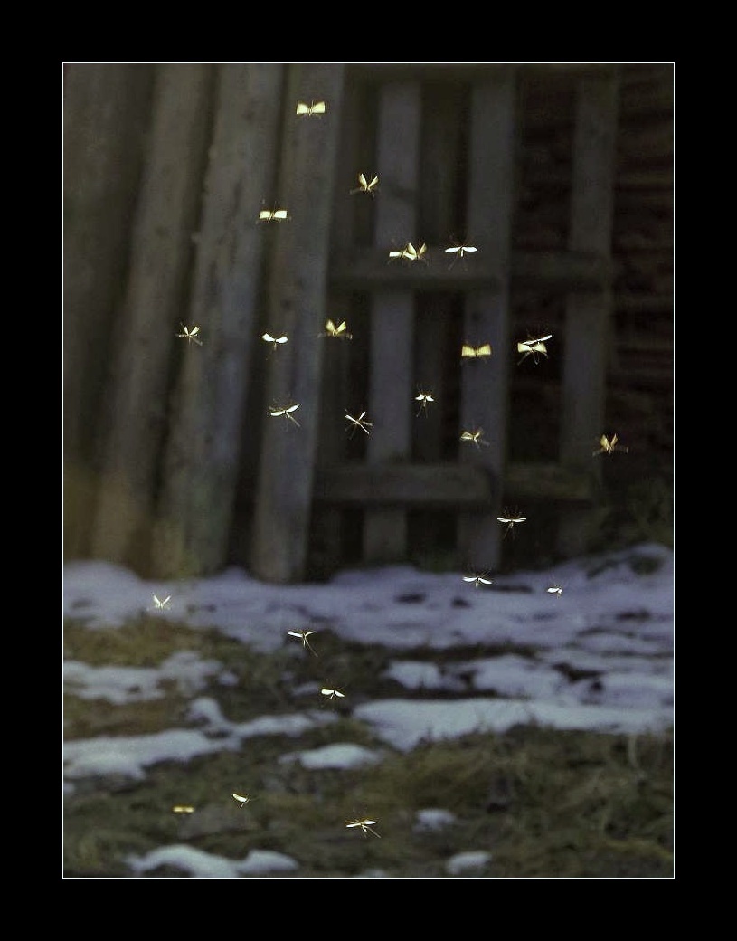 KOmáří se ženoli ...