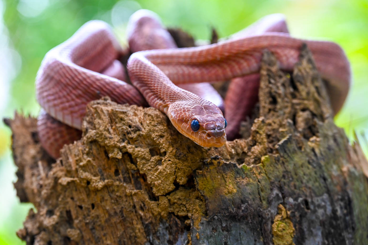 Forsten\'s Cat Snake 