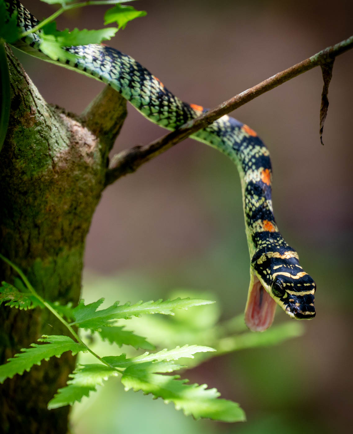 Ornate Flying Snake