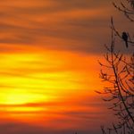 Straka vítá východ slunce