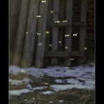 KOmáří se ženoli ...