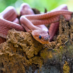 Forsten\'s Cat Snake 
