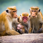 Rodinné foto (makak bandar)