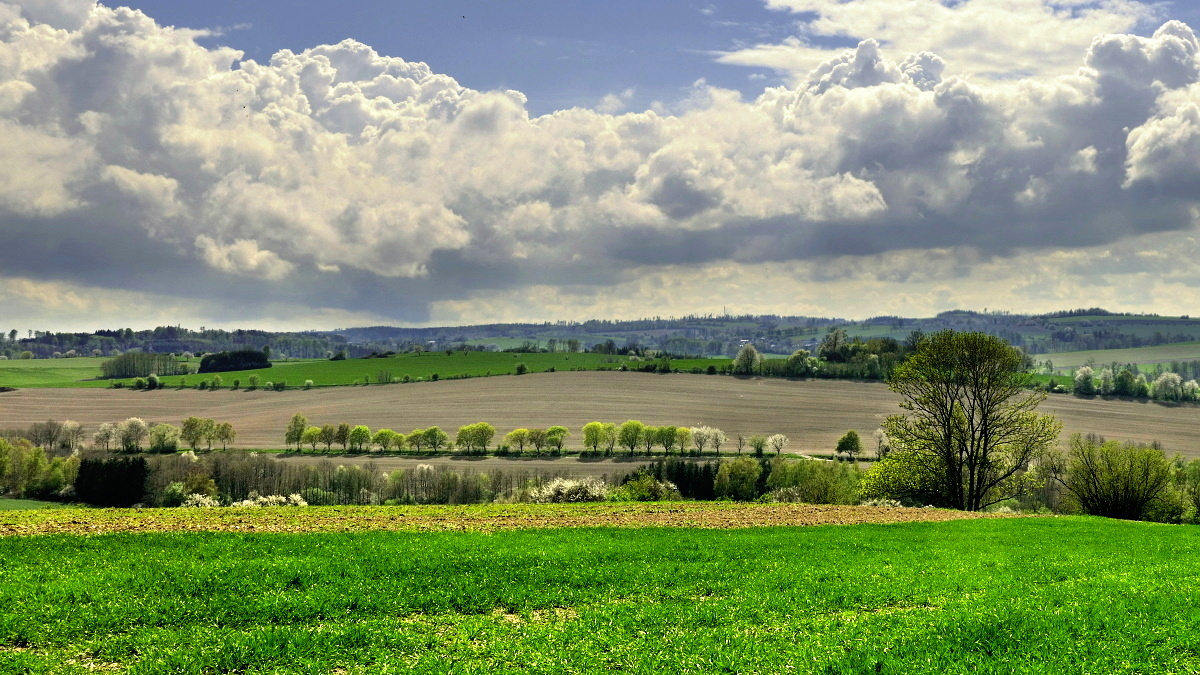 Vysočina u Skřivánku
