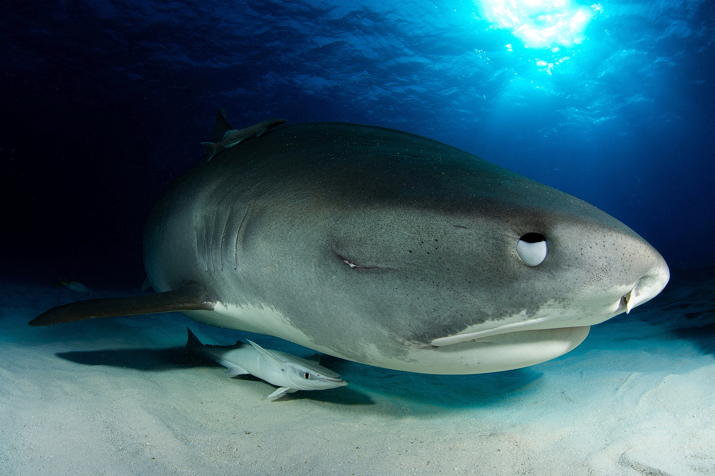 Žralok tygří dost blízko
