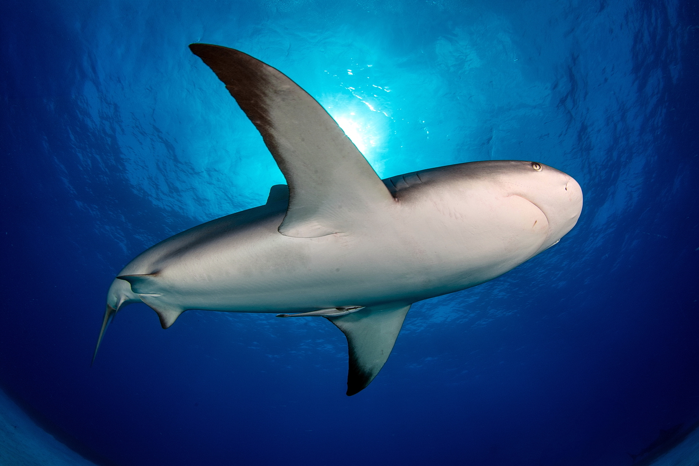 Carcharhinus perezi