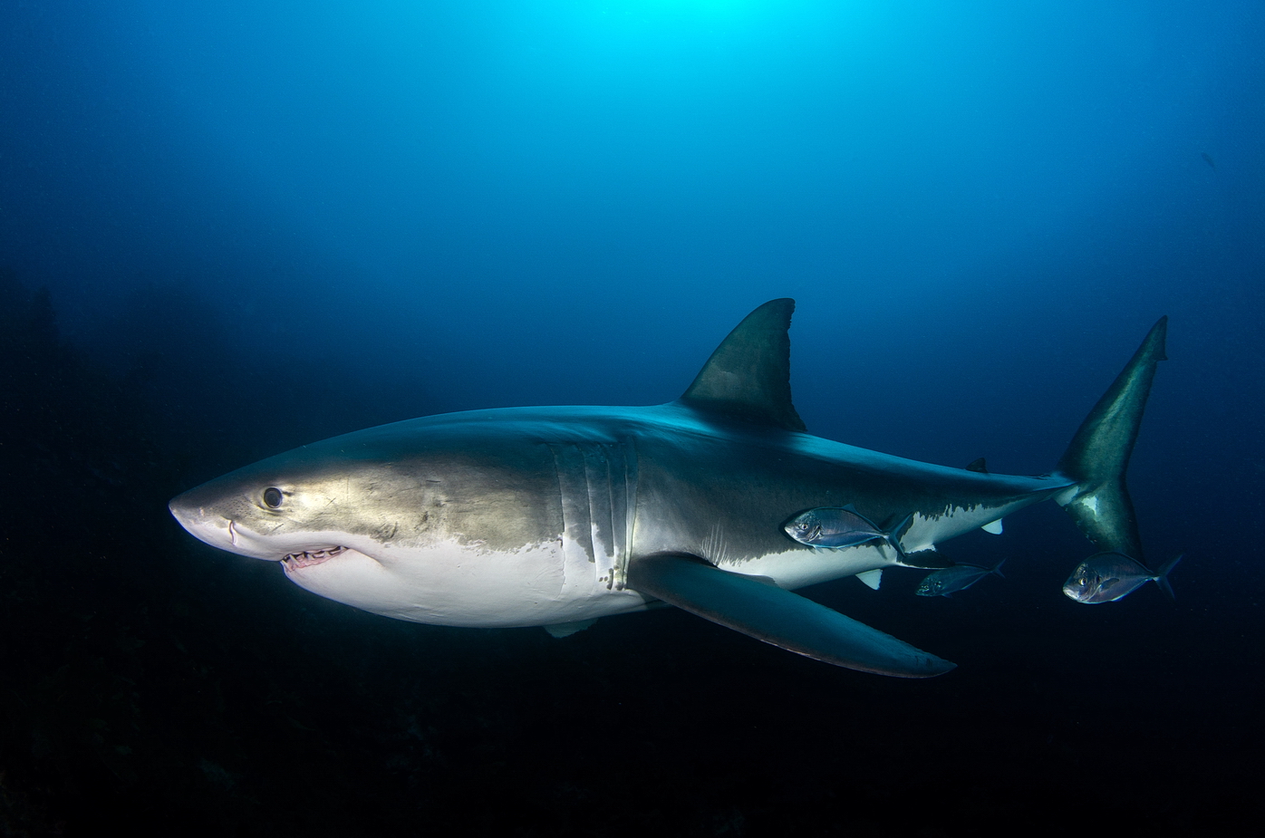 Great White Shark - vzpomínka na Austrálii