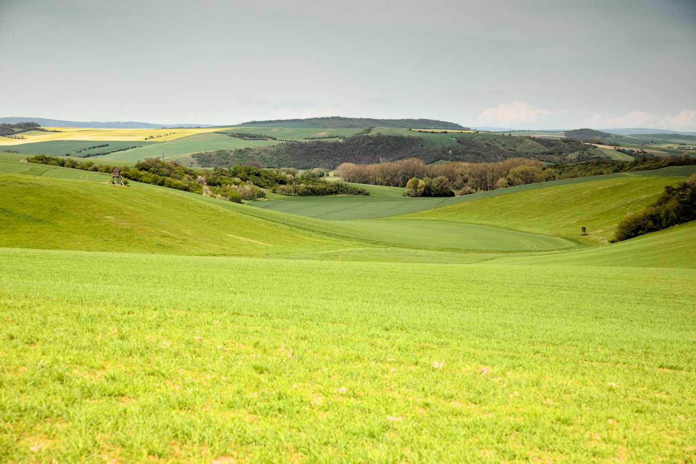 U Ždánického lesa