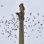 Rej kolem Mariánského sloupu