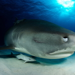 Žralok tygří dost blízko