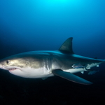 Great White Shark - vzpomínka na Austrálii