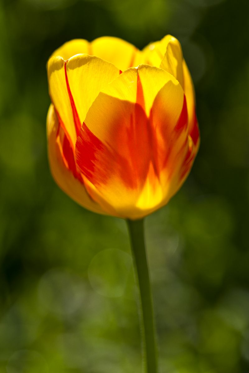 tulipán