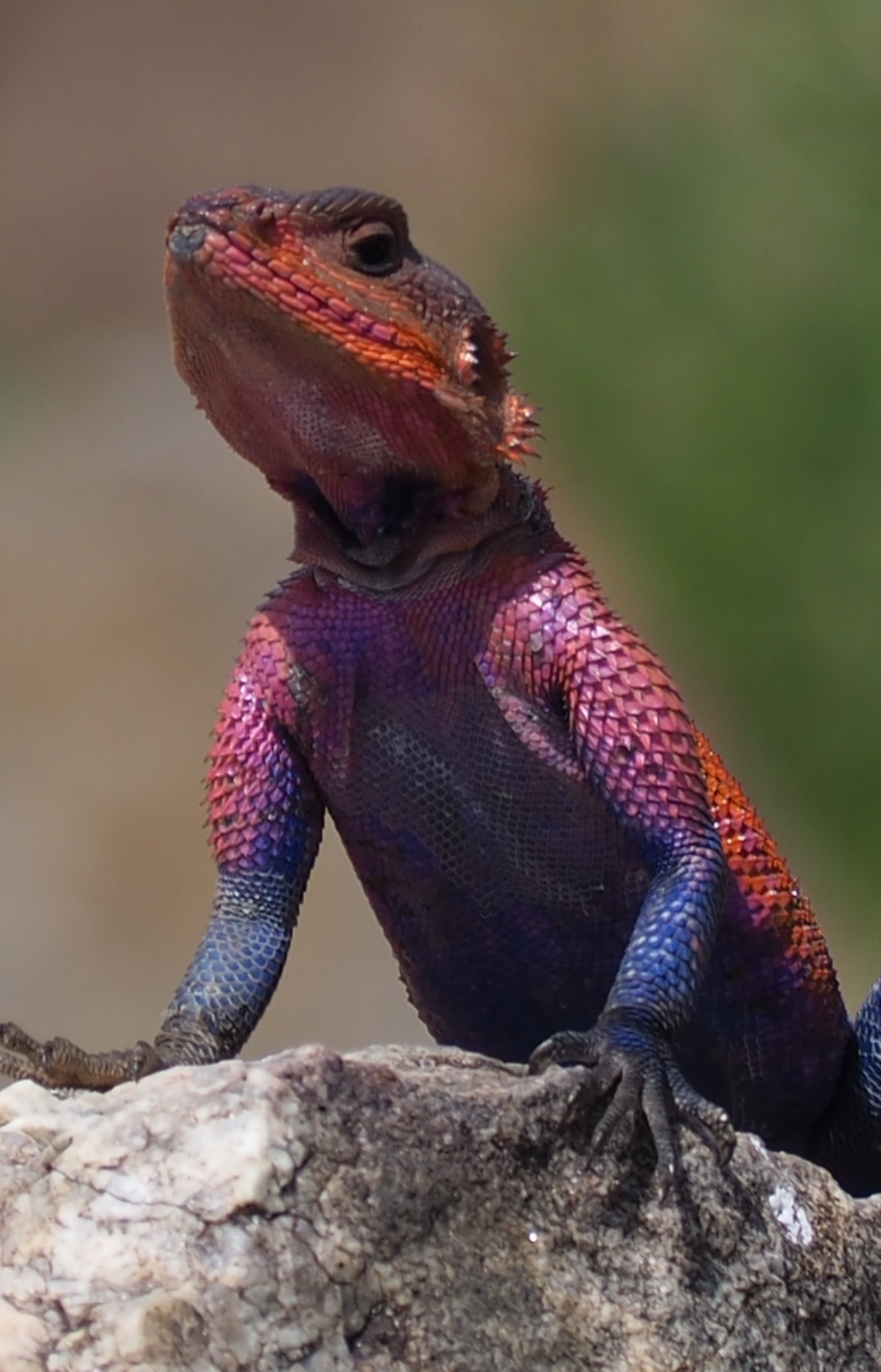 Mr. Technicolor
