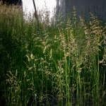 Zahrady ticha a zapomnění