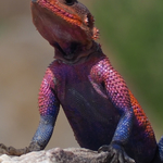 Mr. Technicolor