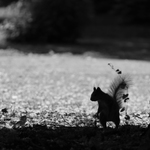 Agent Mr. Veverka Noir