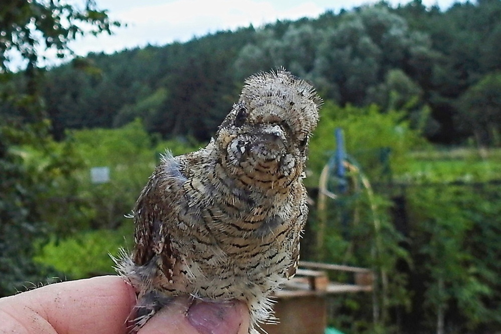 zachráněný mládě krutihlava