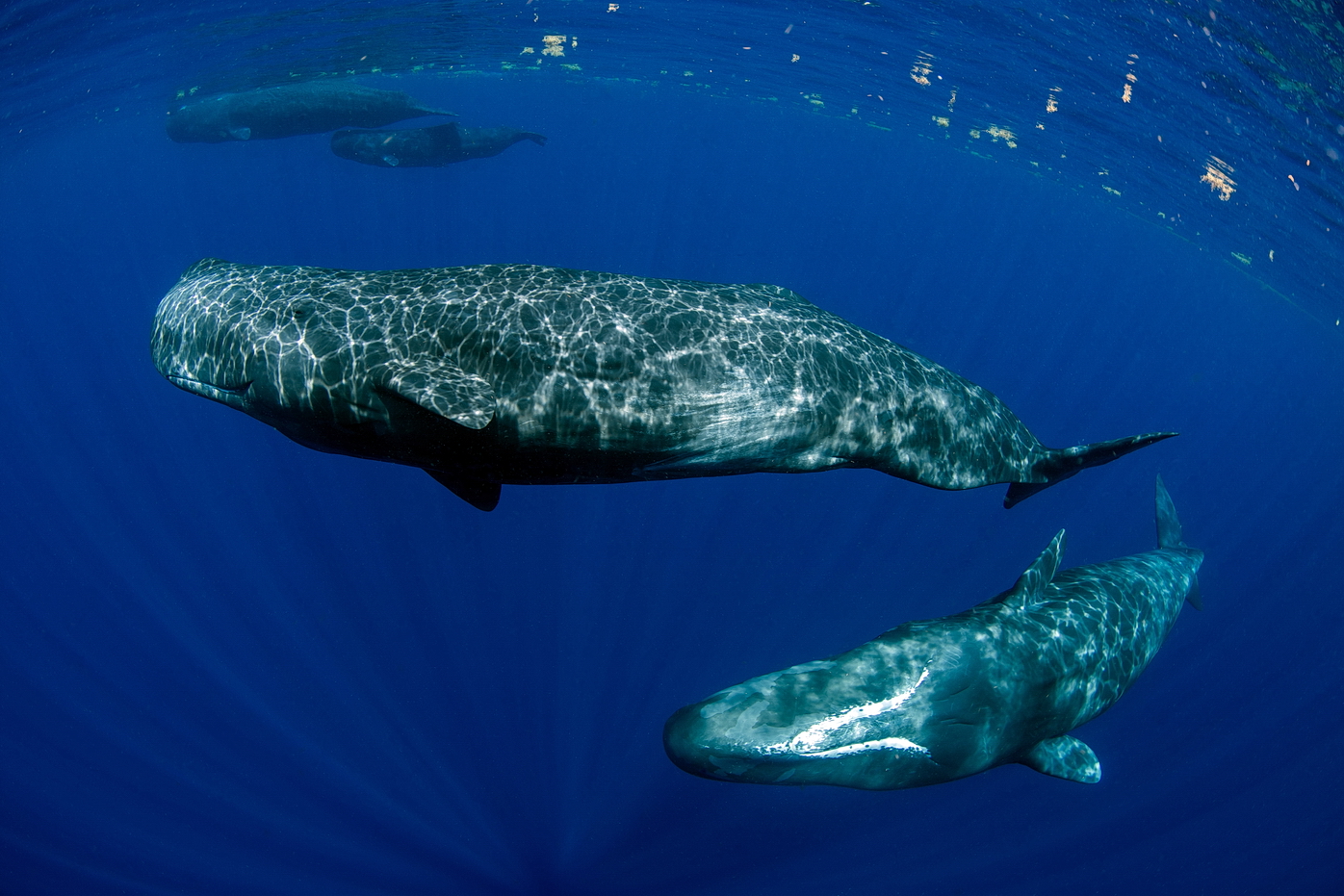 Flying whales