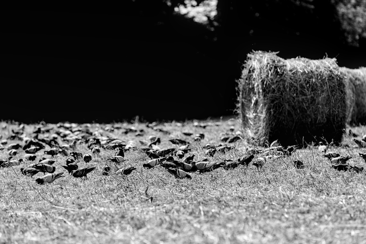 Balíkofka holubová 2