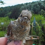 zachráněný mládě krutihlava