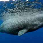 Cachalot
