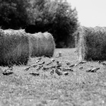 Balíkofka holubová