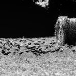 Balíkofka holubová 2