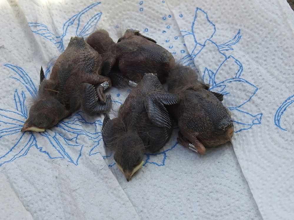 z kroužkování vlaštovek