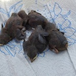 z kroužkování vlaštovek