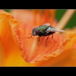 Bzučivka zelená - neoholená..