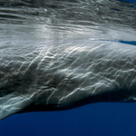 Vorvaň z očí do očí