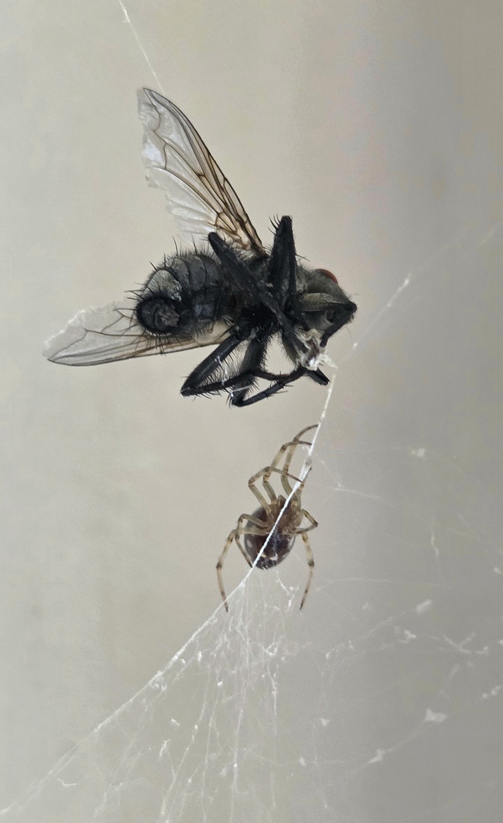 David a Goliáš....