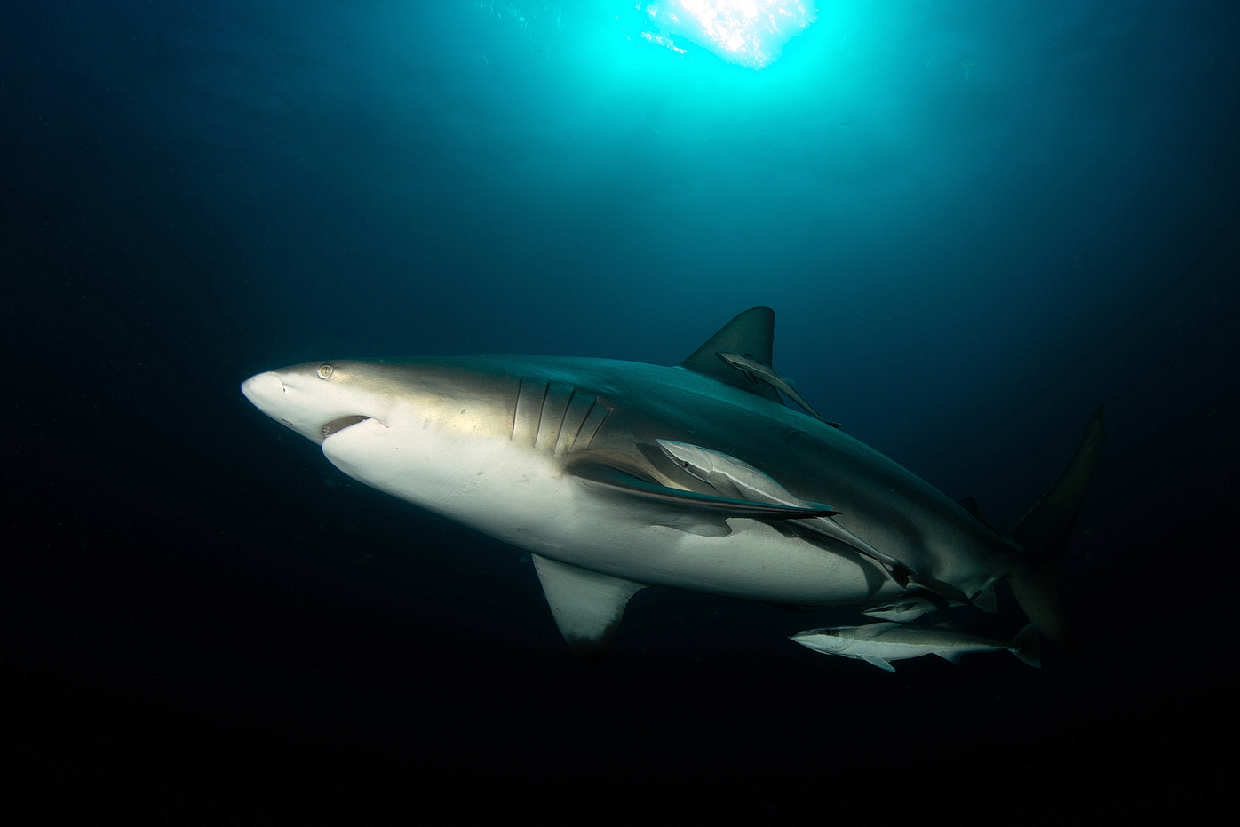 Carcharhinus limbatus