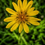 Letní hvězdička.... :o)