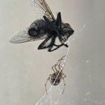 David a Goliáš....