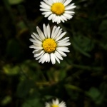 A co ten třetí vzadu.... :o)