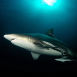 Carcharhinus limbatus