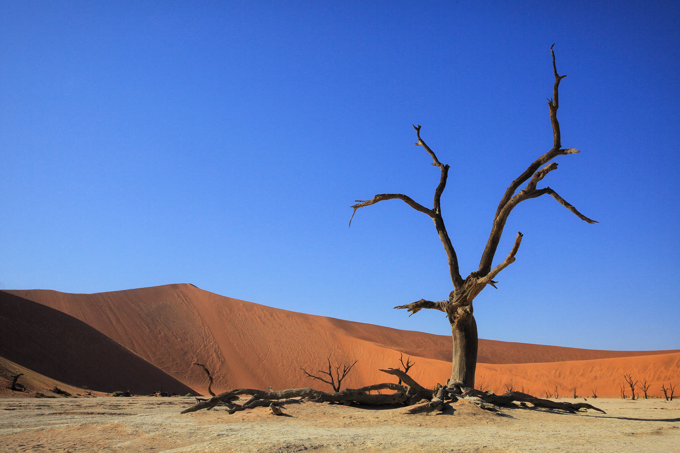 Deadvlei, Sossusvlei, Namibie I
