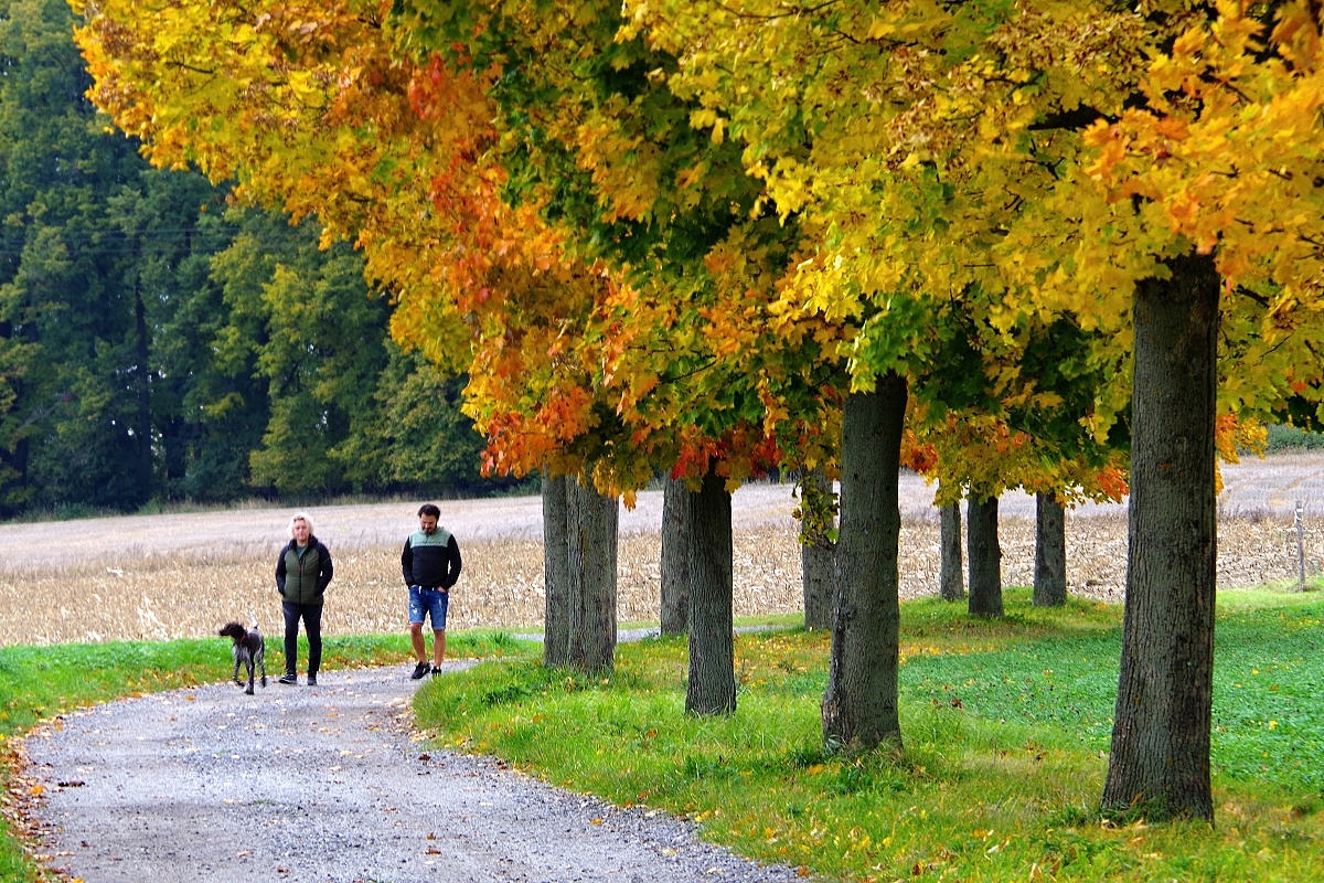 Podzimní procházka
