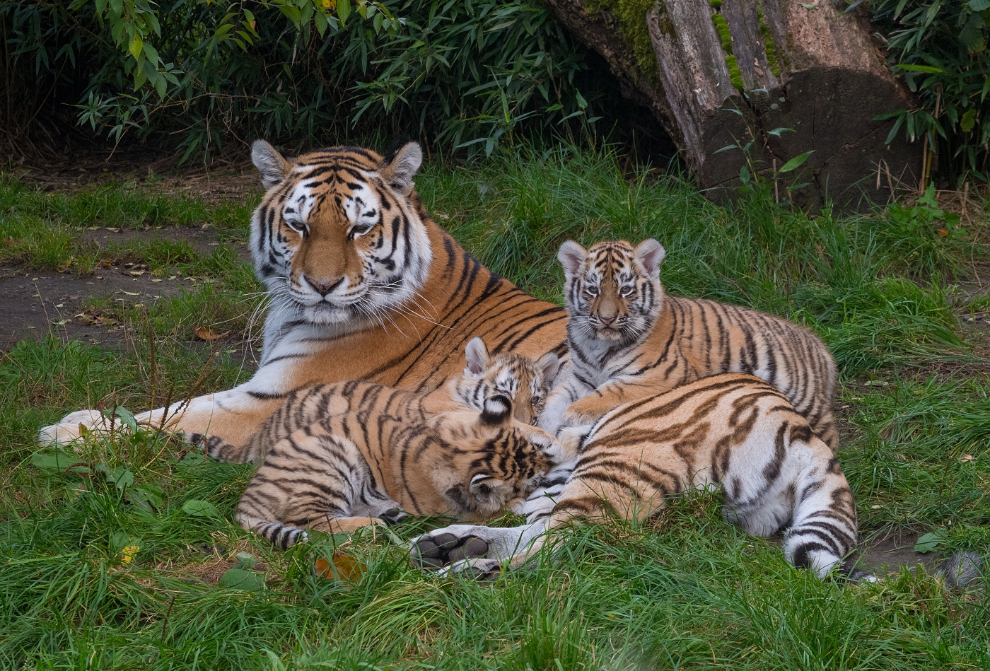 Tygřice s mláďaty