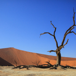 Deadvlei, Sossusvlei, Namibie I