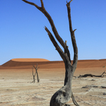 Deadvlei, Sossusvlei, Namibie II